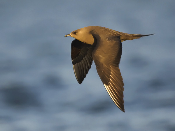 Merikihu, Parasitic Jaeger, Stercorarius parasiticus
